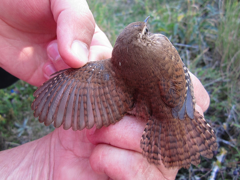 Winter Wren, Sundre 20120829